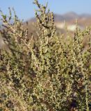 View full-size image familia Chenopodiaceae