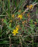 Смотреть изображение Hypericum perforatum