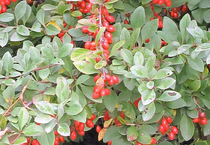 Изображение особи Berberis thunbergii.