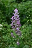 View full-size image Salvia sclarea