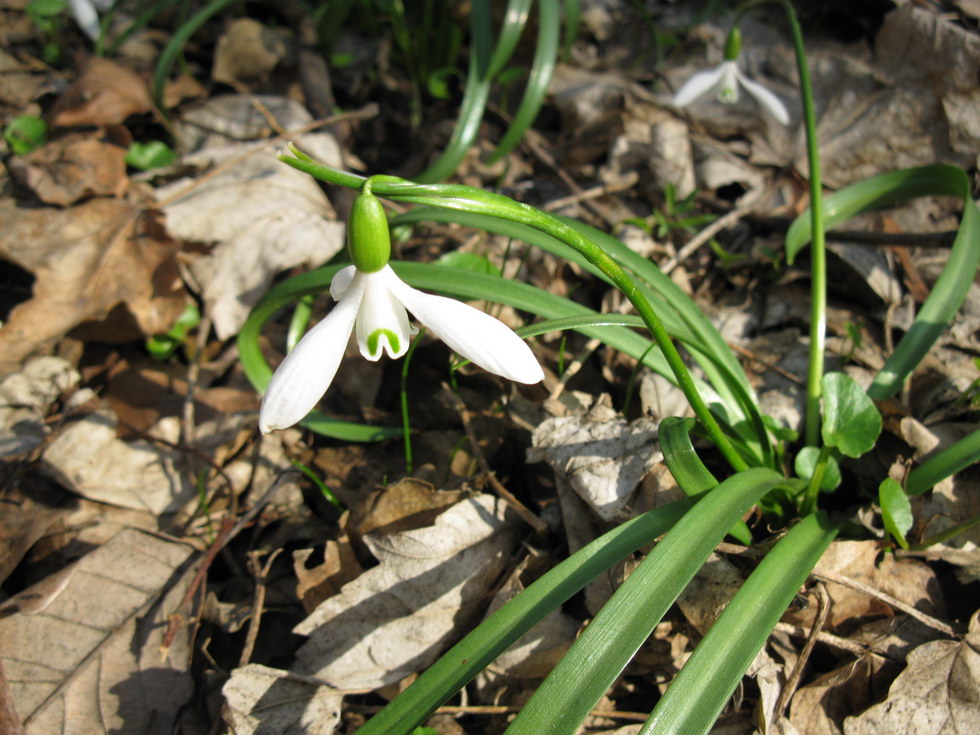 Изображение особи Galanthus caspius.