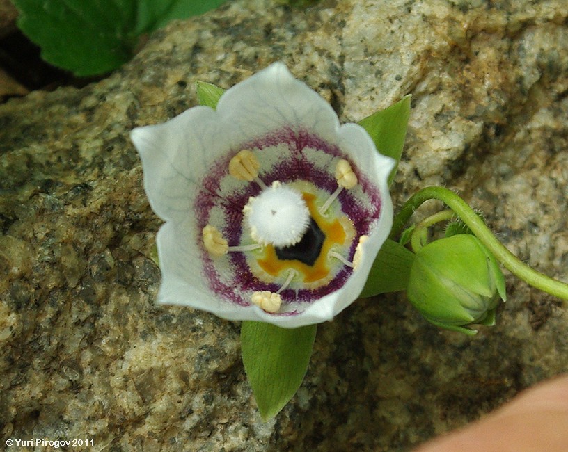 Изображение особи Codonopsis clematidea.