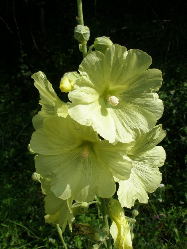 Image of Alcea rugosa specimen.