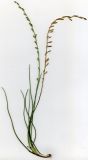 Triglochin palustris