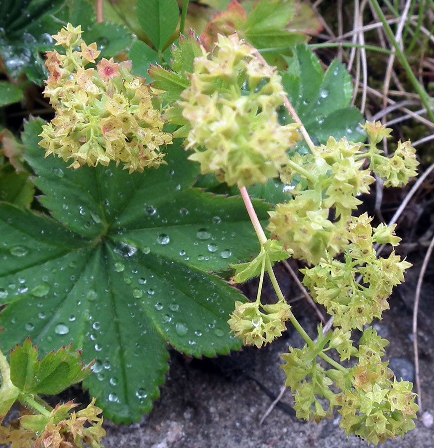 Image of genus Alchemilla specimen.