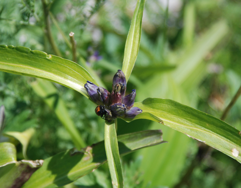 Image of Gentiana macrophylla specimen.