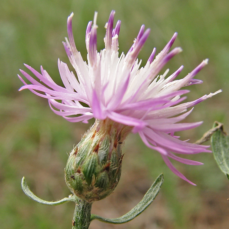 Image of Centaurea majorovii specimen.