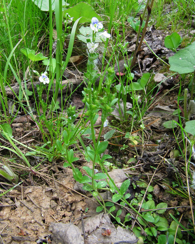 Image of Veronica serpyllifolia specimen.