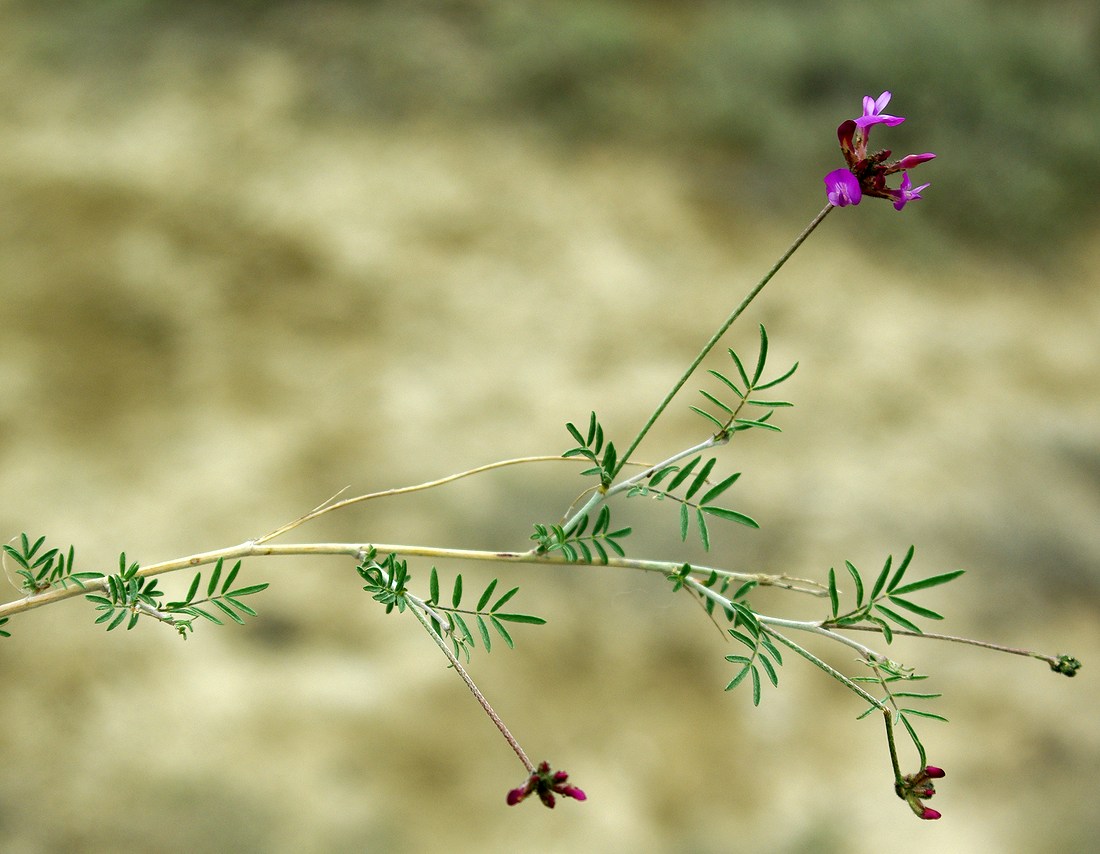 Изображение особи Astragalus temirensis.