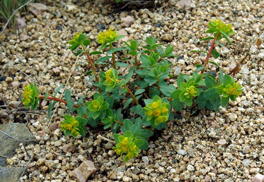 Image of Euphorbia pachyrrhiza specimen.