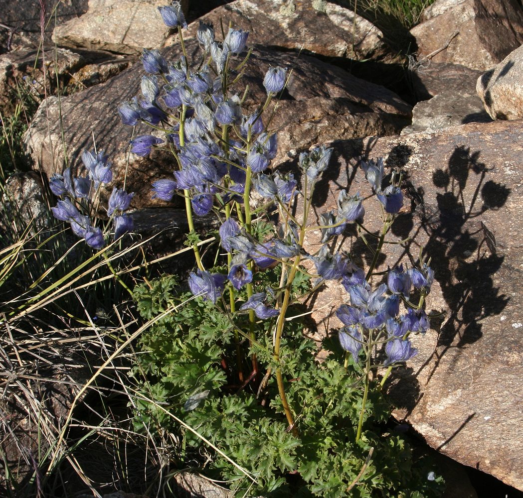 Изображение особи Delphinium brunonianum.