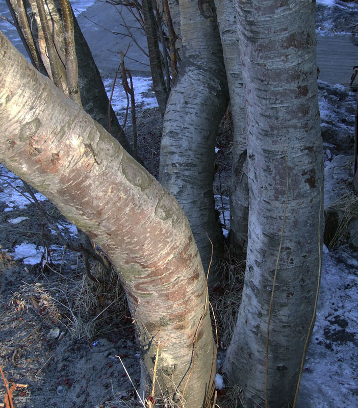 Изображение особи Sorbus aucuparia.