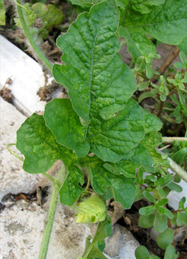 Image of Citrullus lanatus specimen.