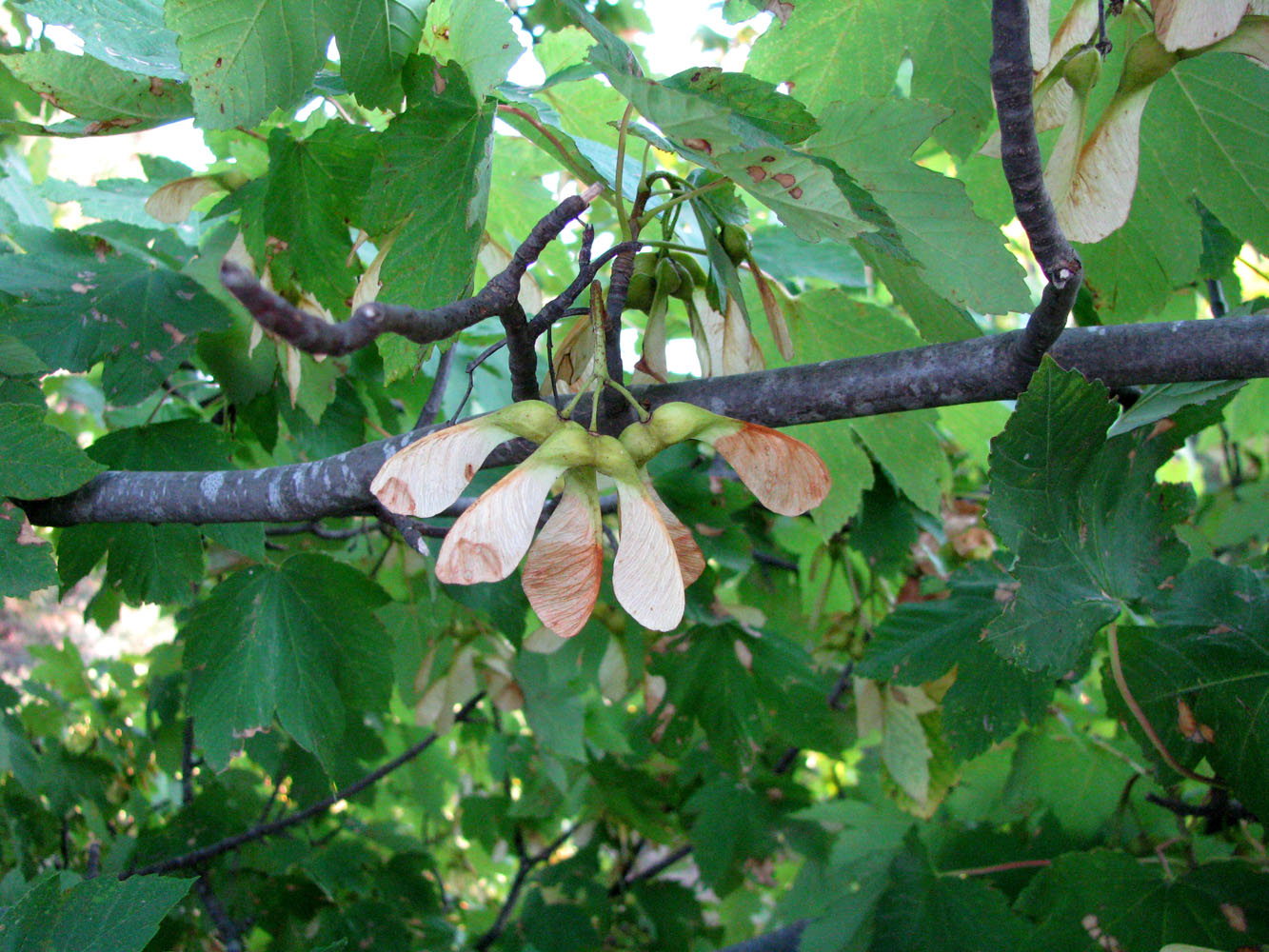 Изображение особи Acer pseudoplatanus.