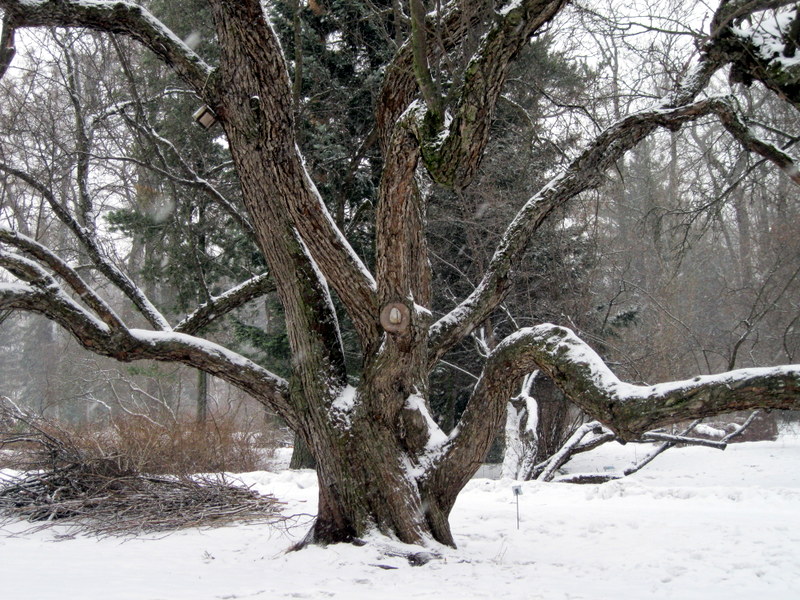 Image of Malus mandshurica specimen.