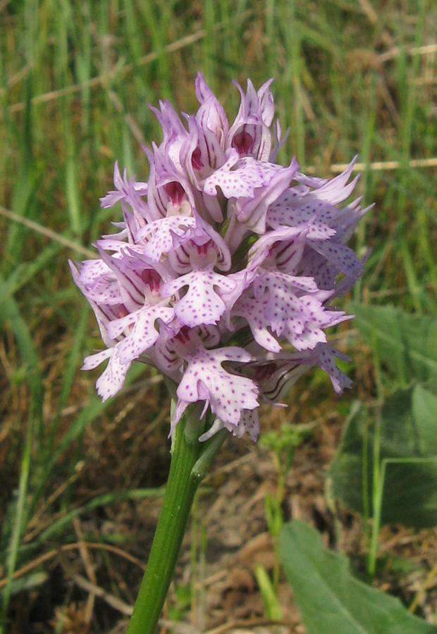 Image of Neotinea tridentata specimen.