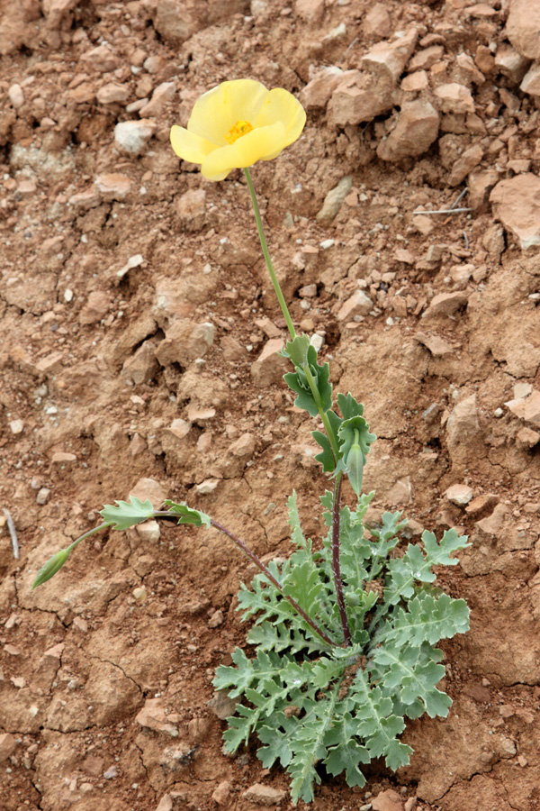 Image of Glaucium fimbrilligerum specimen.