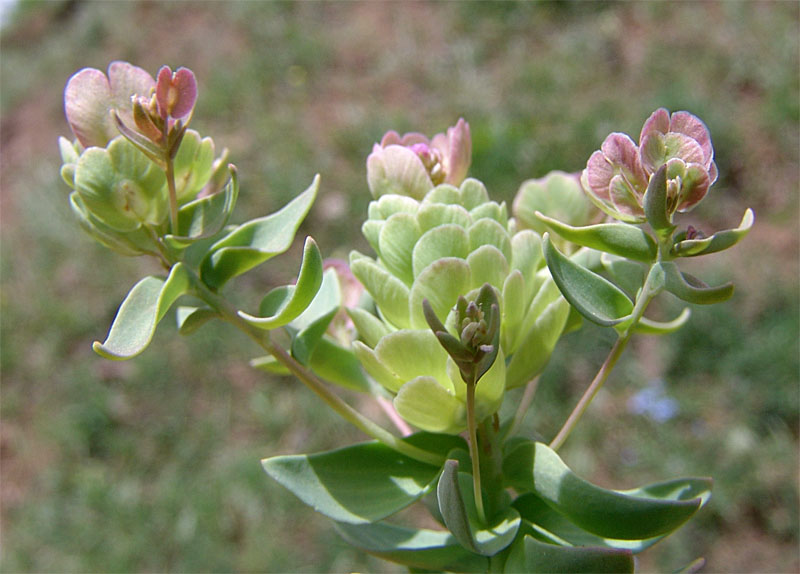 Image of Aethionema arabicum specimen.