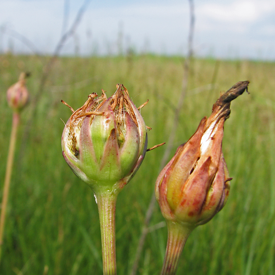 Image of Scorzonera parviflora specimen.