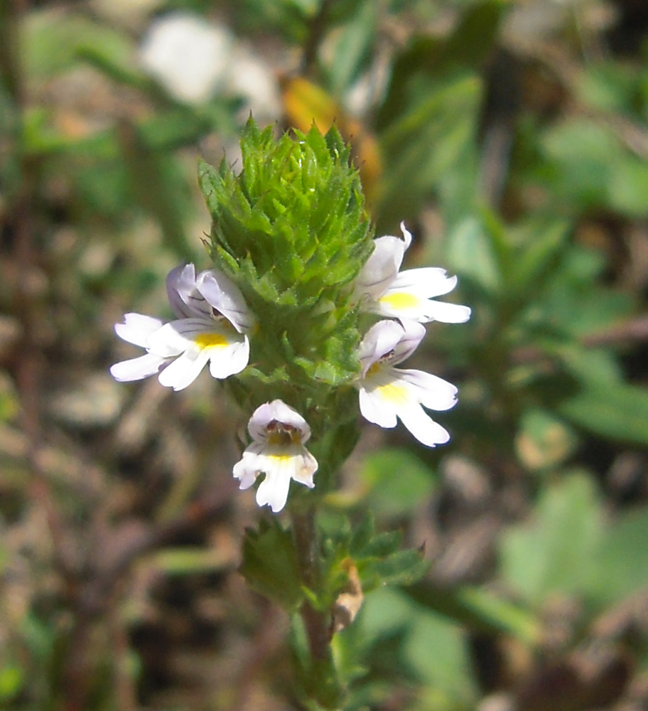 Изображение особи род Euphrasia.