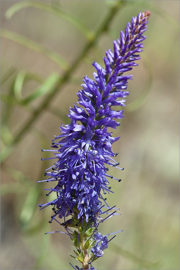 Image of Veronica spicata specimen.