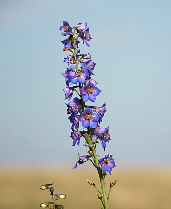 Image of genus Delphinium specimen.