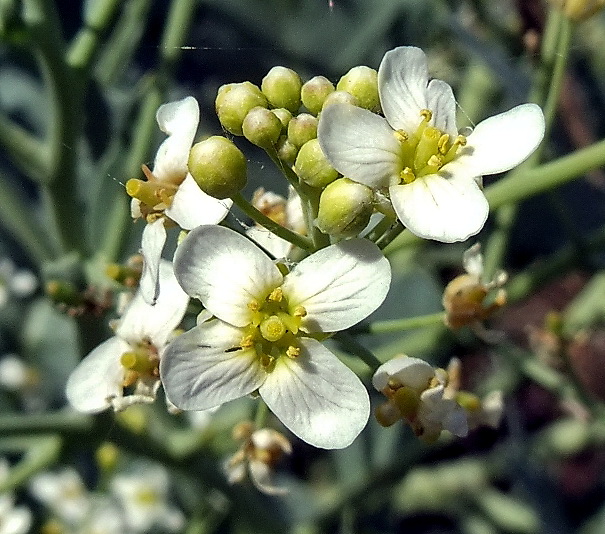 Изображение особи Crambe maritima.