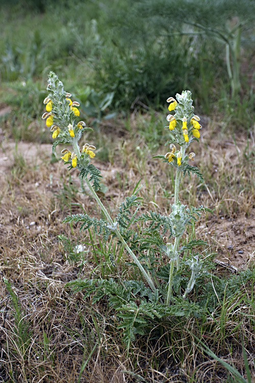 Image of Phlomoides speciosa specimen.