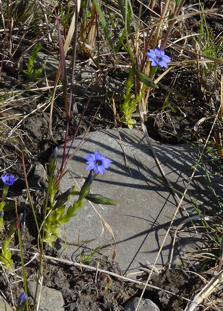 Image of Gentiana prostrata specimen.