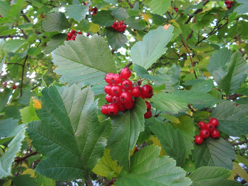 Изображение особи род Crataegus.