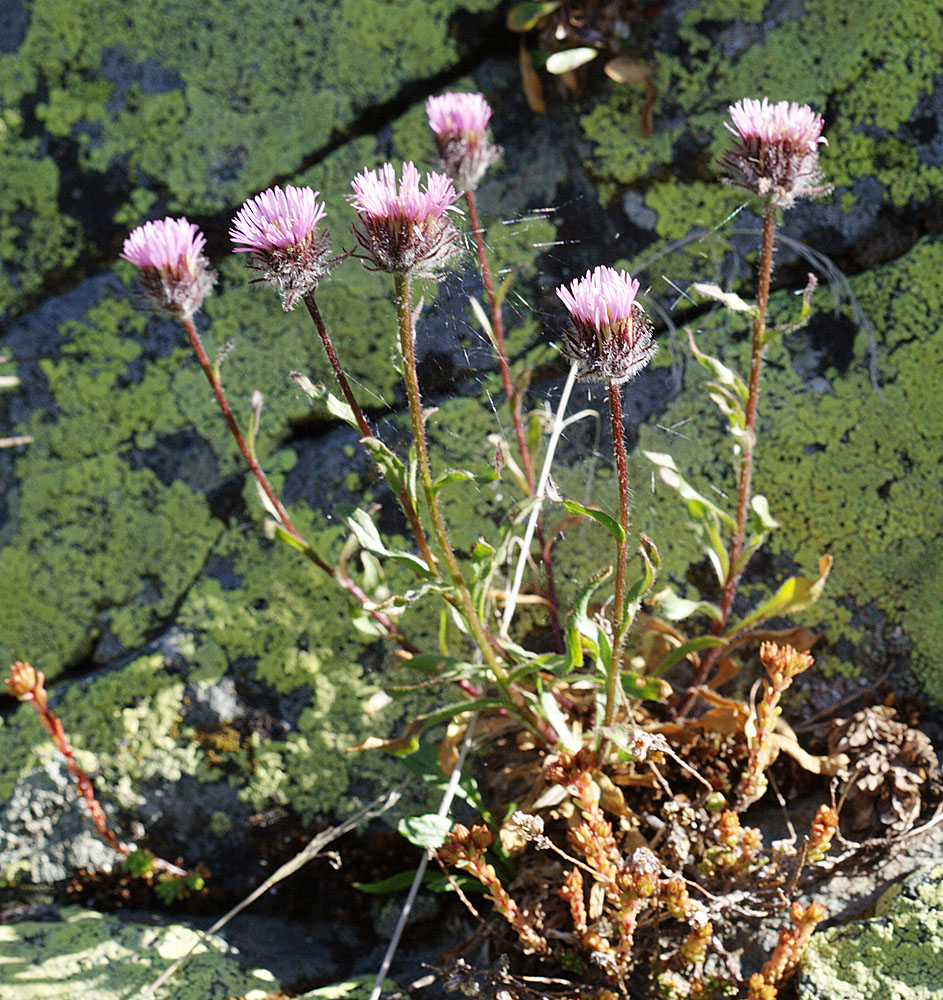 Image of Erigeron uniflorus specimen.