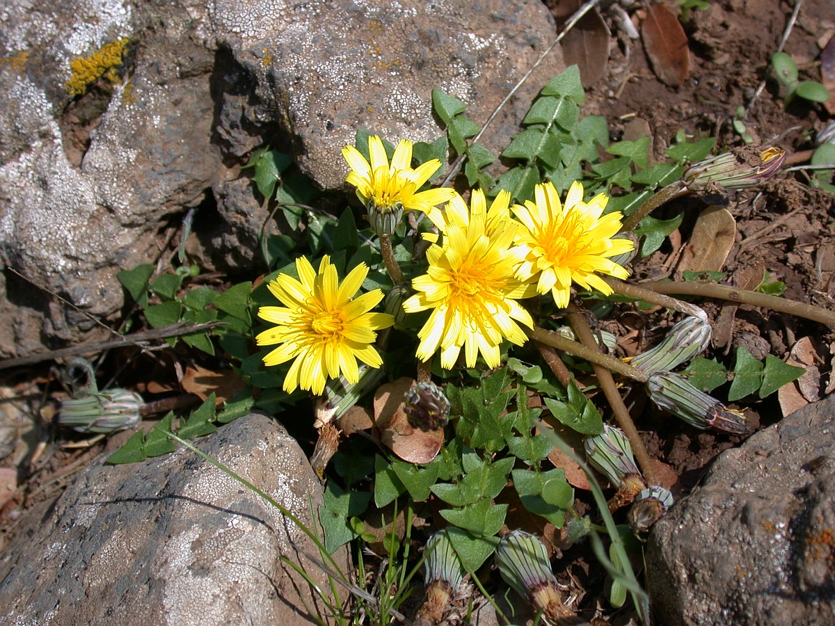 Изображение особи Taraxacum cyprium.