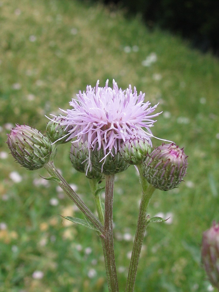 Изображение особи Cirsium arvense.