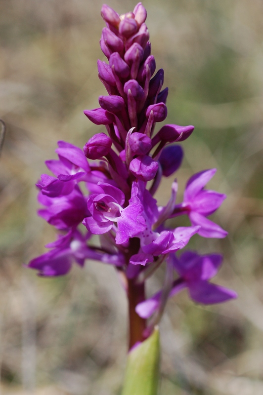 Image of Orchis mascula specimen.