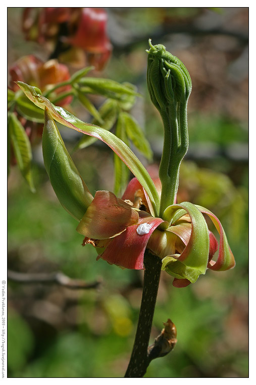 Image of genus Carya specimen.