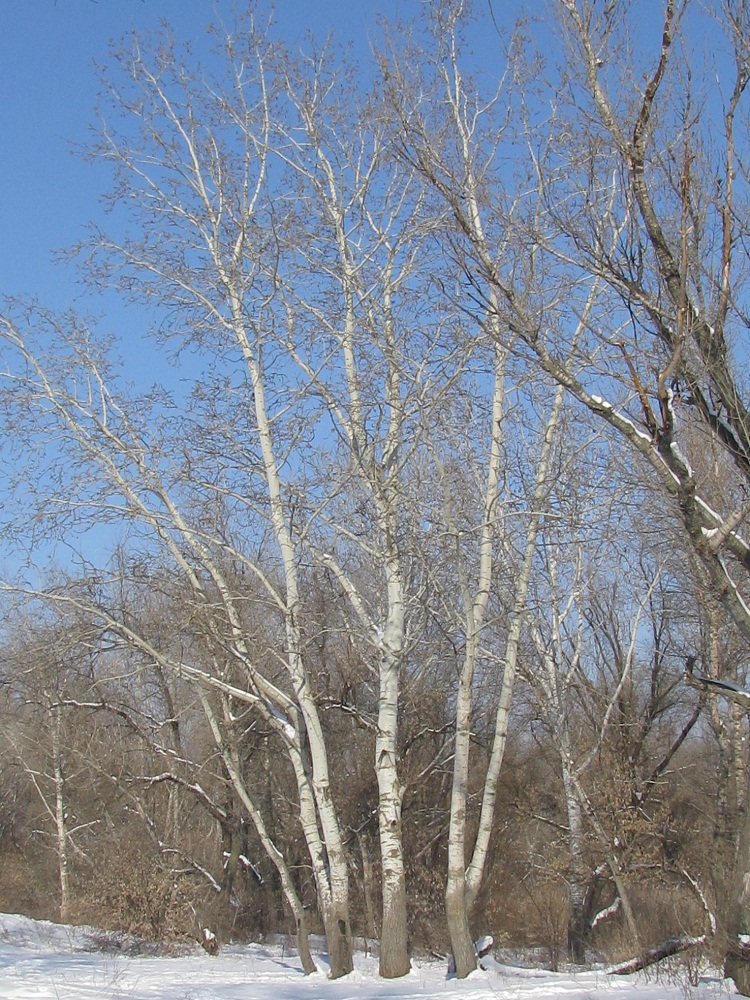 Image of Populus alba specimen.