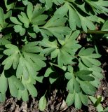 Corydalis solida. Листья. Германия, г. Krefeld, ботанический сад. 20.04.2013.