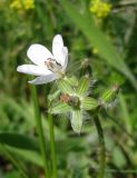 Erodium cicutarium. Верхушка растения с бутонами и цветками (один с осыпавшимся венчиком). Украина, г. Запорожье, балка Партизанская, возле воды. 19.04.2013.