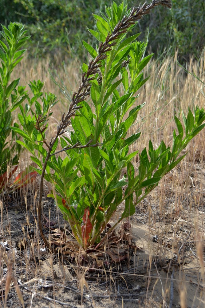 Изображение особи род Oenothera.