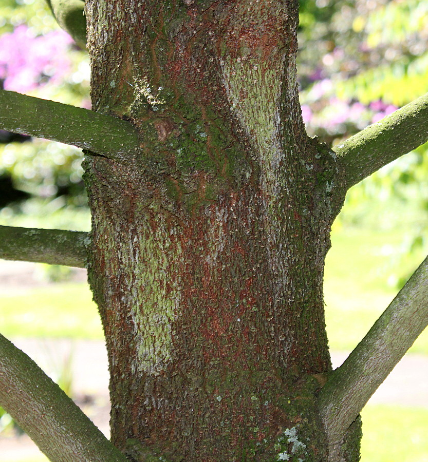 Image of Magnolia grandiflora specimen.