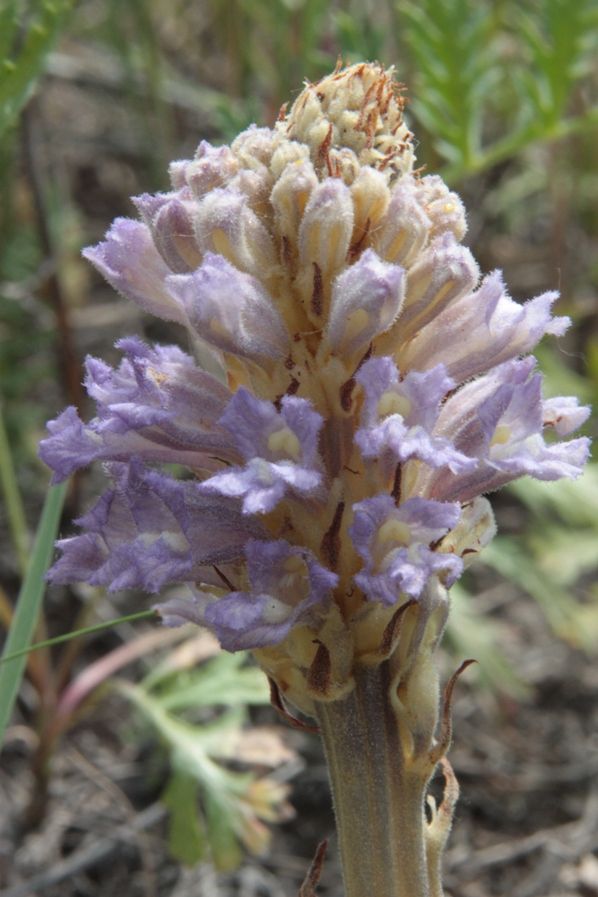 Image of Phelipanche pallens specimen.