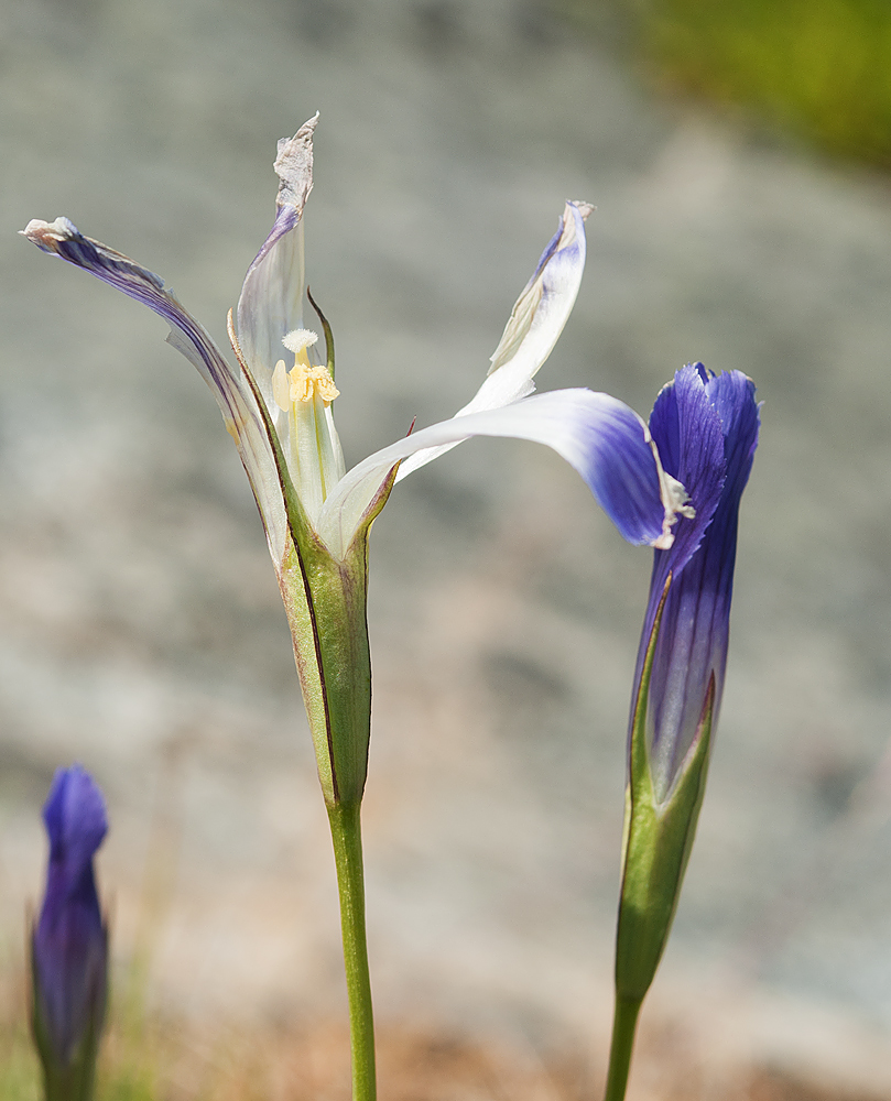 Изображение особи Gentianopsis detonsa.