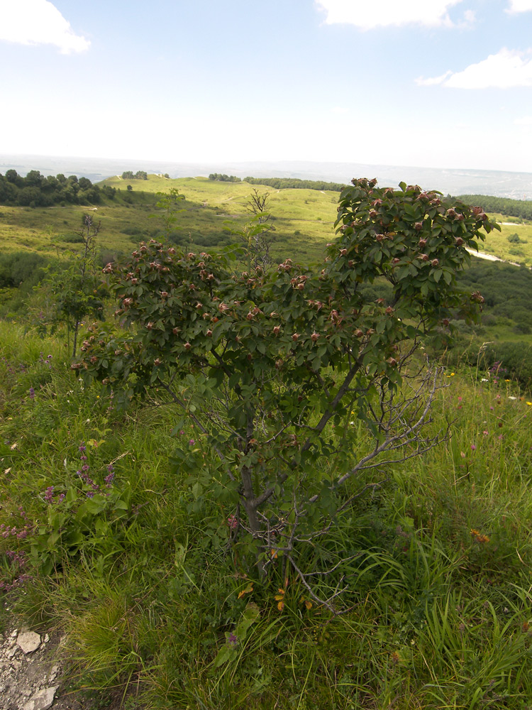 Image of Rosa corymbifera specimen.