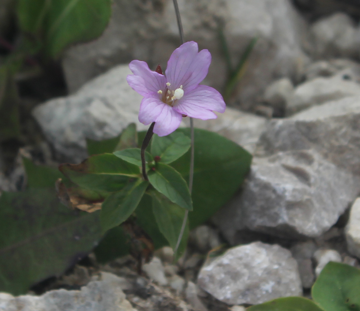 Изображение особи Epilobium prionophyllum.