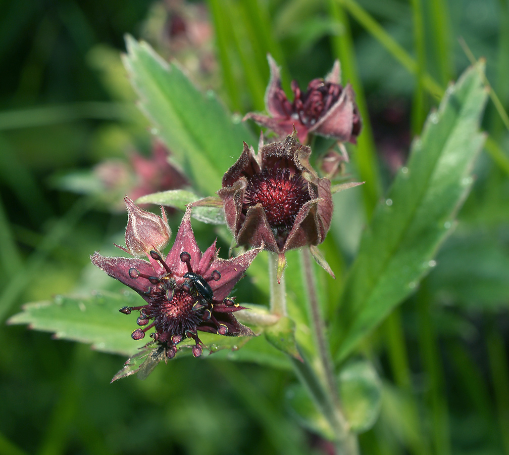 Image of Comarum palustre specimen.