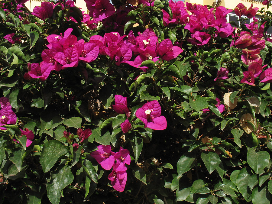 Image of genus Bougainvillea specimen.