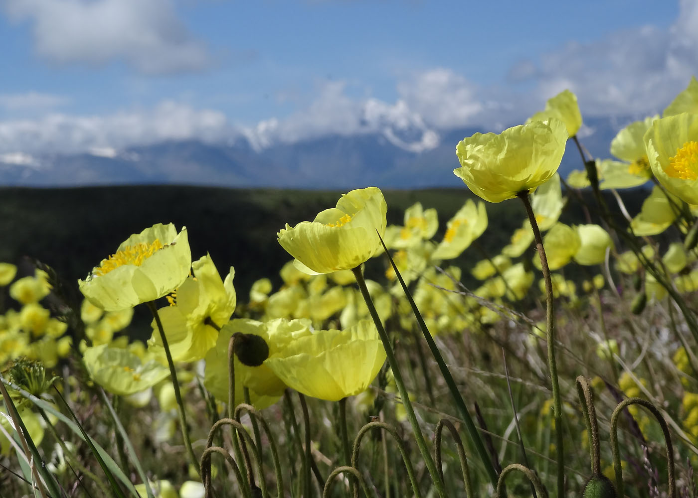 Image of genus Papaver specimen.