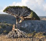 Dracaena cinnabari. Старое дерево. Сокотра, плато Диксам. 30.12.2013.