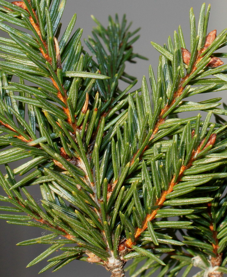 Image of Picea abies specimen.