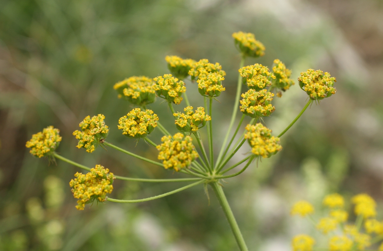 Image of Pastinaca pimpinellifolia specimen.